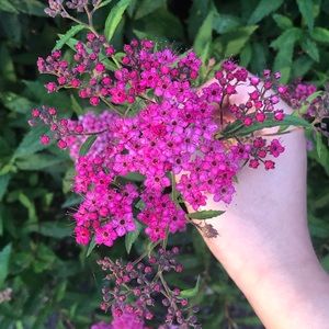 Meet your Posher, Georgie